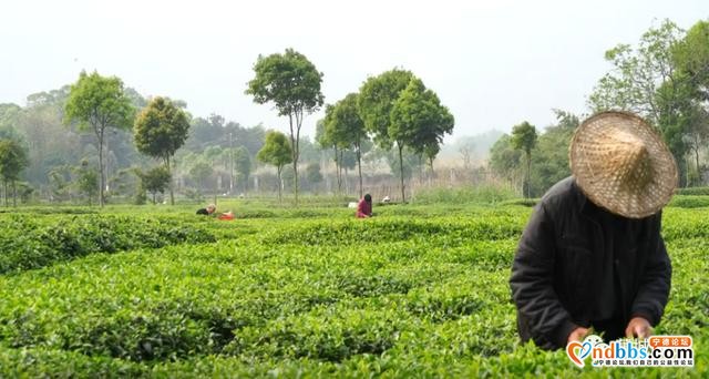 又是一年茶飘香！蕉城13万亩春茶开采，茶企茶农生产忙-10.jpg