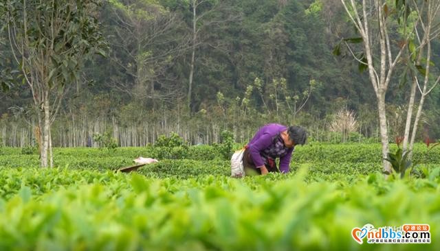 又是一年茶飘香！蕉城13万亩春茶开采，茶企茶农生产忙-9.jpg