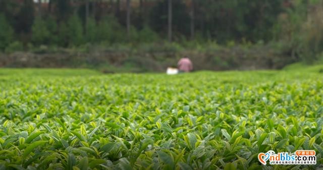 又是一年茶飘香！蕉城13万亩春茶开采，茶企茶农生产忙-11.jpg