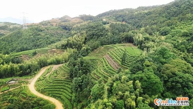 阳春三月，带你走进赤溪龟山玉叶春茶制作现场~-1.jpg