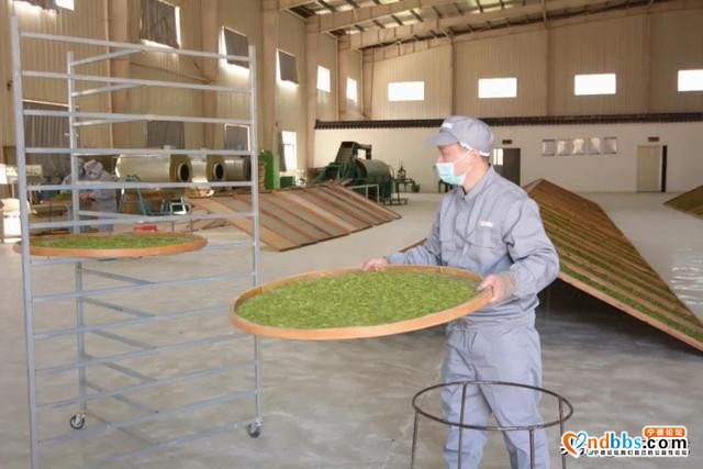 阳春三月，带你走进赤溪龟山玉叶春茶制作现场~-3.jpg