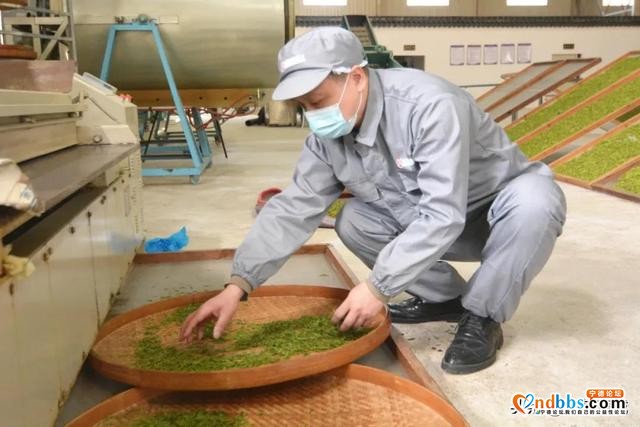 阳春三月，带你走进赤溪龟山玉叶春茶制作现场~-5.jpg