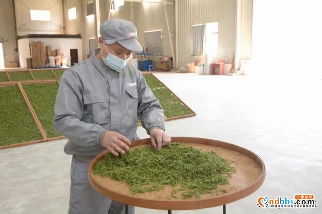 阳春三月，带你走进赤溪龟山玉叶春茶制作现场~-6.jpg