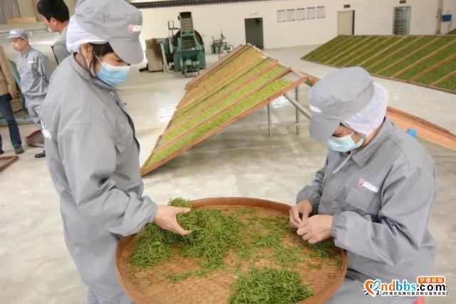 阳春三月，带你走进赤溪龟山玉叶春茶制作现场~-7.jpg