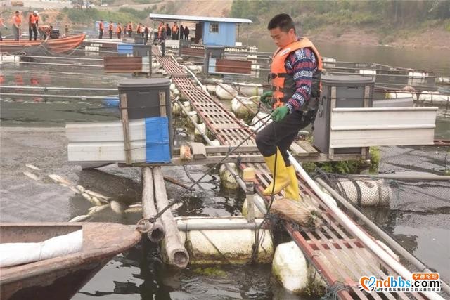 整治进行时！洪口拆除养殖网箱71框，面积5967㎡-4.jpg