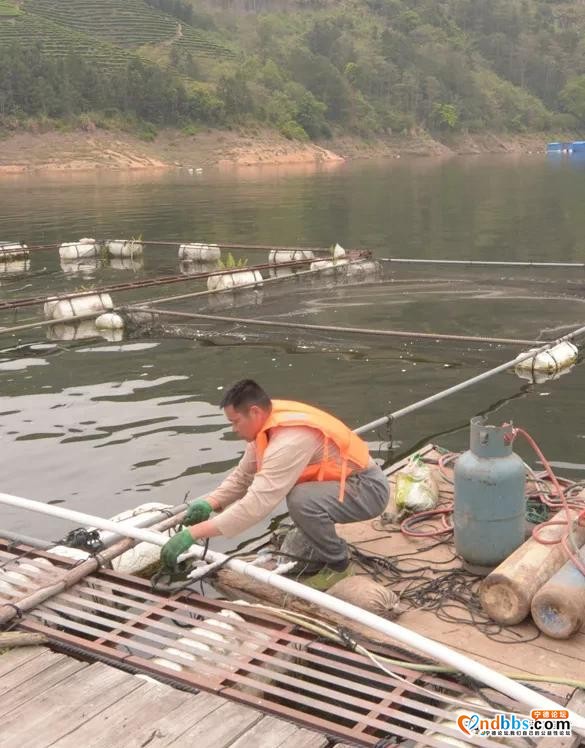 整治进行时！洪口拆除养殖网箱71框，面积5967㎡-3.jpg
