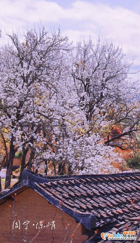 清新福建 | 宁德周宁：陈峭三月梨花，满树春-5.jpg
