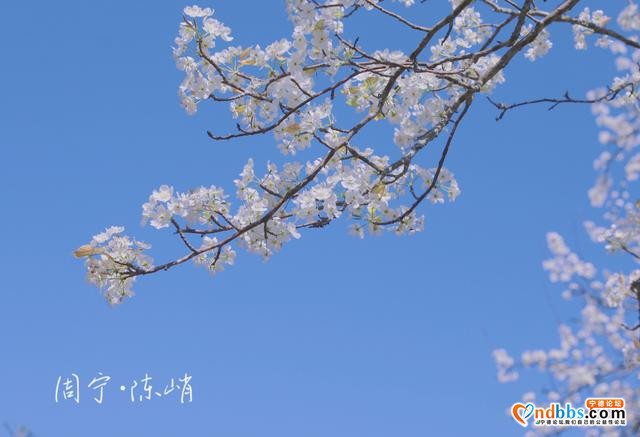宁德周宁陈峭：三月梨花，满树春-2.jpg