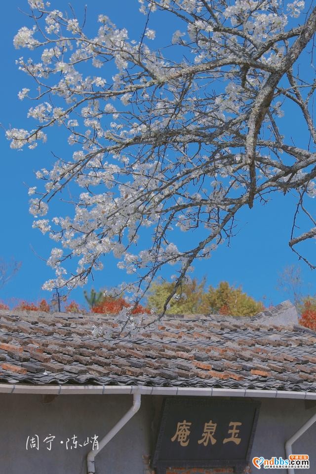 宁德周宁陈峭：三月梨花，满树春-1.jpg