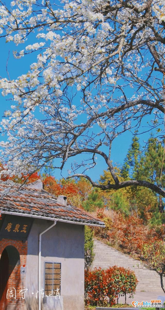 宁德周宁陈峭：三月梨花，满树春-3.jpg