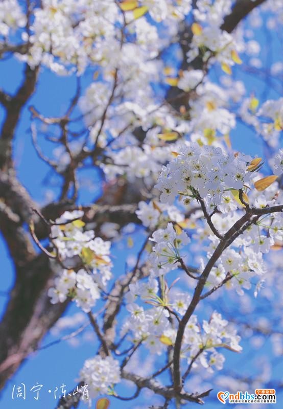 宁德周宁陈峭：三月梨花，满树春-4.jpg