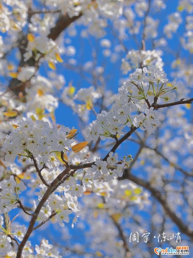 宁德周宁陈峭：三月梨花，满树春-6.jpg