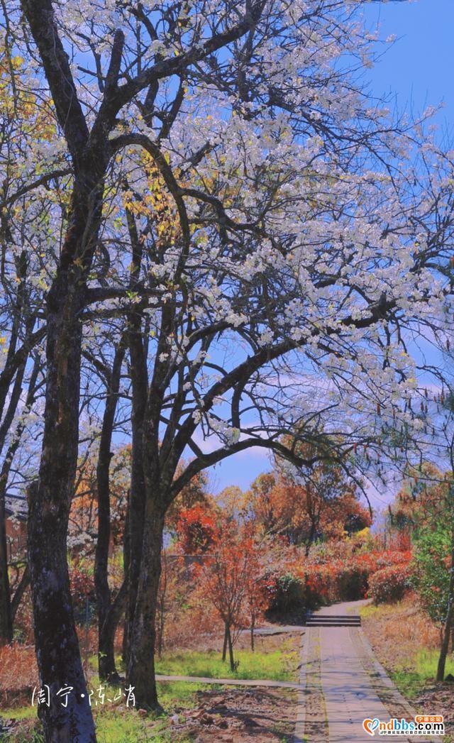 宁德周宁陈峭：三月梨花，满树春-7.jpg