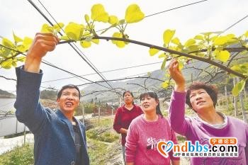 宁德下楼村：推广种植新品种，发展特色产业-1.jpg