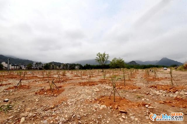 再学习 再调研 再落实 | 霍童溪沿岸绿化美化工作，区长何必良这样强调……-4.jpg