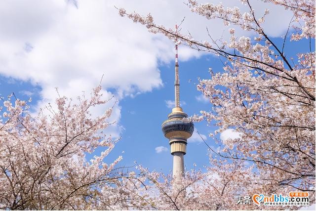 清明踏青小指南｜人间最美四月天 这10个地方值得一去-2.jpg