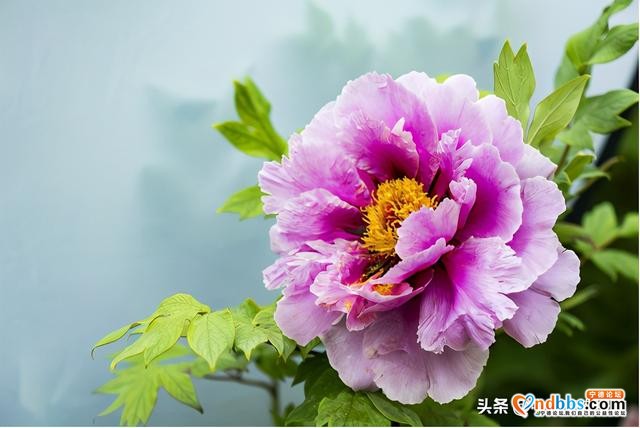 清明踏青小指南｜人间最美四月天 这10个地方值得一去-4.jpg