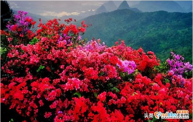 清明踏青小指南｜人间最美四月天 这10个地方值得一去-5.jpg