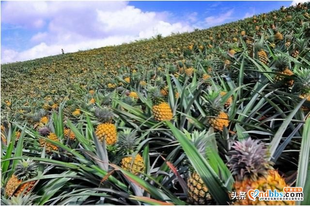 清明踏青小指南｜人间最美四月天 这10个地方值得一去-8.jpg