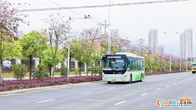 云游宁德丨浪漫！宁德市区这条路又到了最美的季节-1.jpg