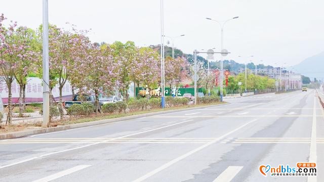云游宁德丨浪漫！宁德市区这条路又到了最美的季节-3.jpg