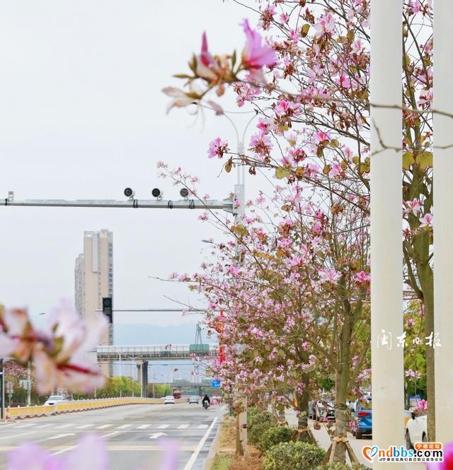 云游宁德丨浪漫！宁德市区这条路又到了最美的季节-2.jpg