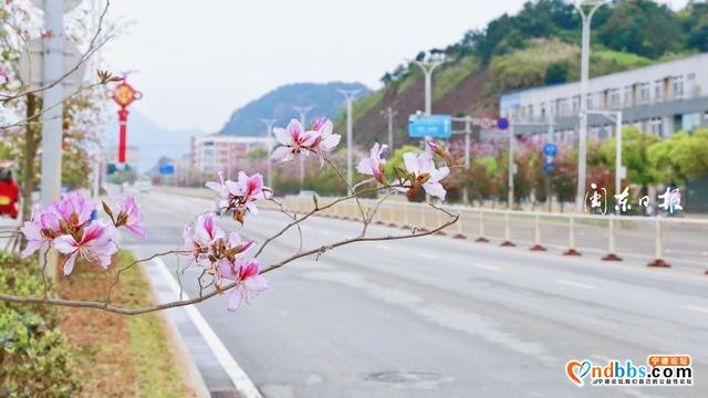 云游宁德丨浪漫！宁德市区这条路又到了最美的季节-4.jpg