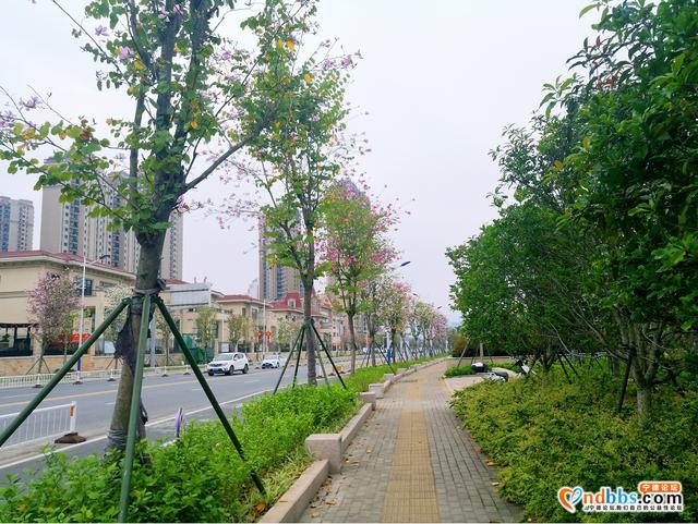 宁德再现绝美花路，女生都爱带男朋友来-11.jpg