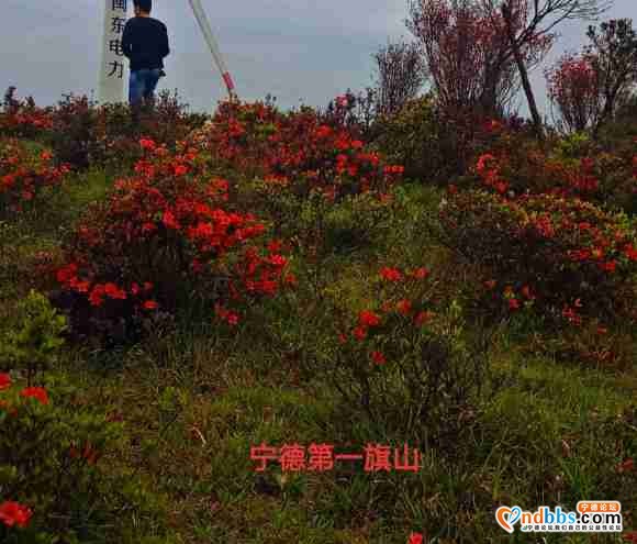 人间四月天，杜鹃花开了，第一旗山红了兔耳岭火了-1.jpg