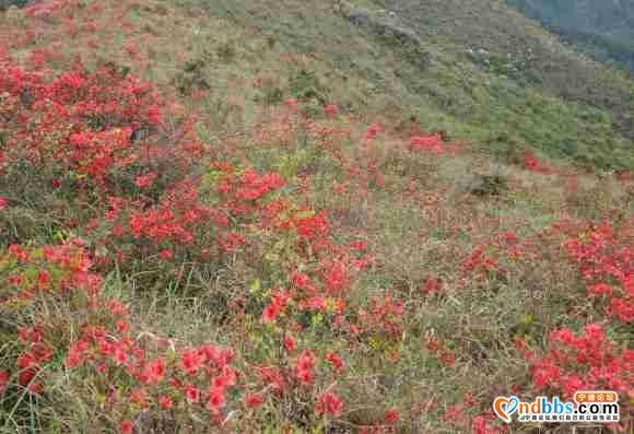人间四月天，杜鹃花开了，第一旗山红了兔耳岭火了-3.jpg