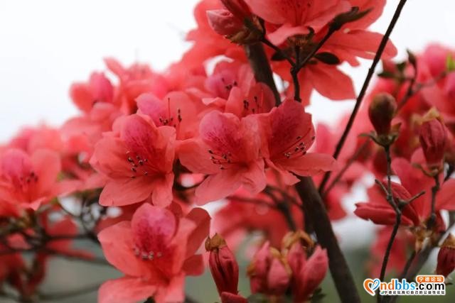 宁德丨春暖花开 正是踏青好时节-1.jpg