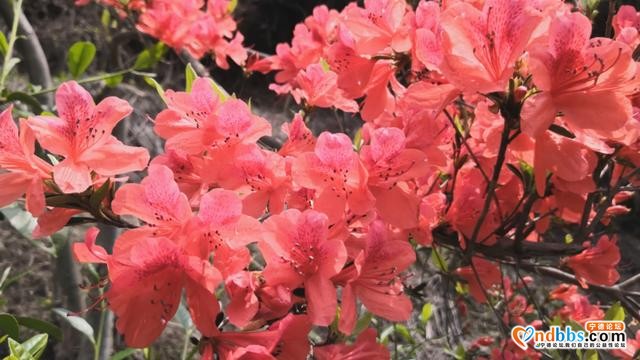 宁德丨春暖花开 正是踏青好时节-4.jpg