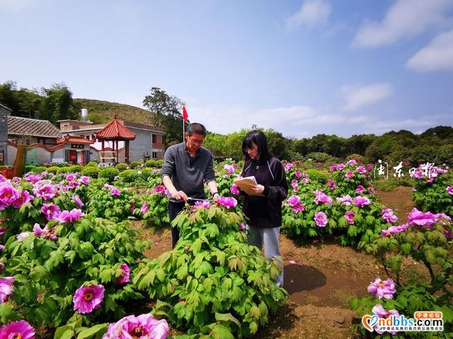 宁德牡丹花开，美了风光，旺了产业，富了口袋-1.jpg