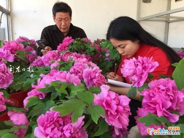 宁德牡丹花开，美了风光，旺了产业，富了口袋-5.jpg