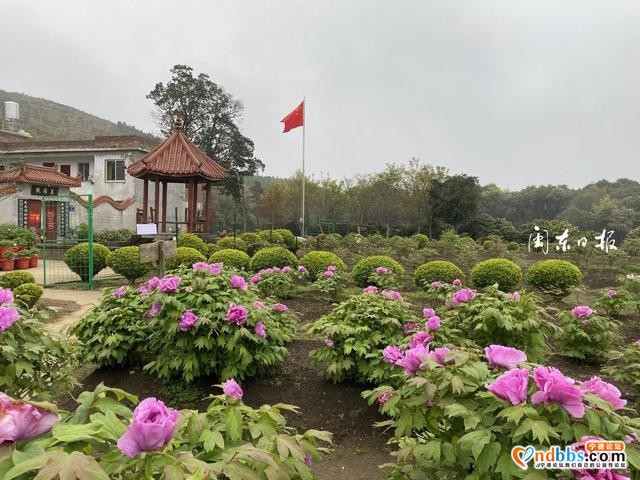 宁德牡丹花开，美了风光，旺了产业，富了口袋-2.jpg