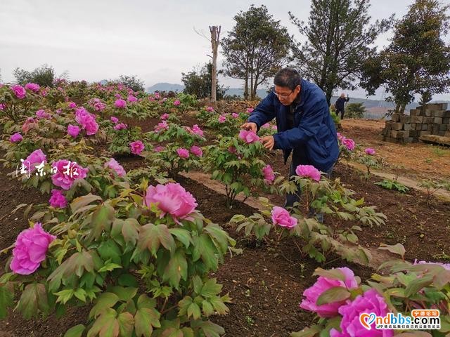 宁德牡丹花开，美了风光，旺了产业，富了口袋-3.jpg