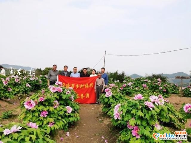 宁德牡丹花开，美了风光，旺了产业，富了口袋-4.jpg