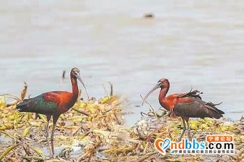 宁德霞浦：生态好 引来珍稀鸟-1.jpg