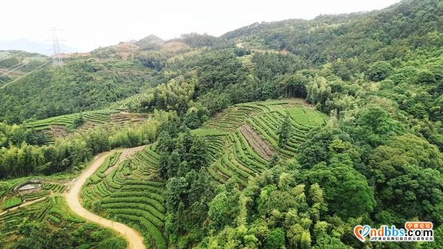 赤溪龟山春茶飘香，有何秘诀？跟着传承人学技艺~-1.jpg