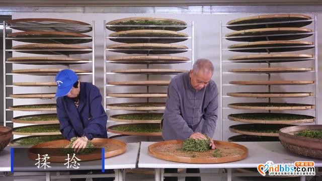赤溪龟山春茶飘香，有何秘诀？跟着传承人学技艺~-5.jpg