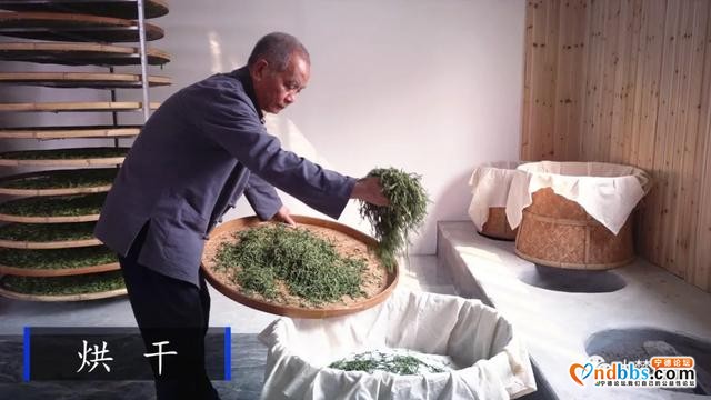 赤溪龟山春茶飘香，有何秘诀？跟着传承人学技艺~-6.jpg
