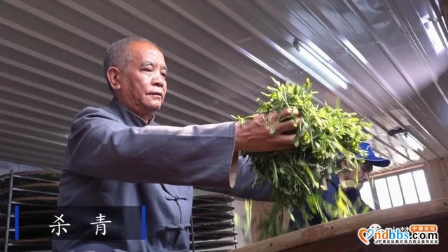 赤溪龟山春茶飘香，有何秘诀？跟着传承人学技艺~-3.jpg