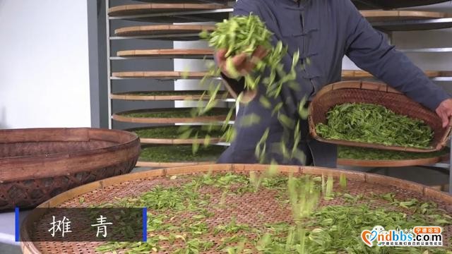 赤溪龟山春茶飘香，有何秘诀？跟着传承人学技艺~-2.jpg