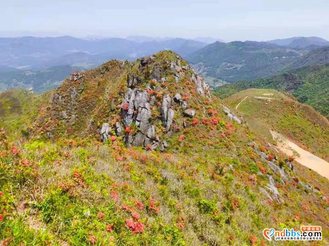 免费赏！宁德这些地方杜鹃花美过西施，本周末最后一波抓紧啦-20.jpg