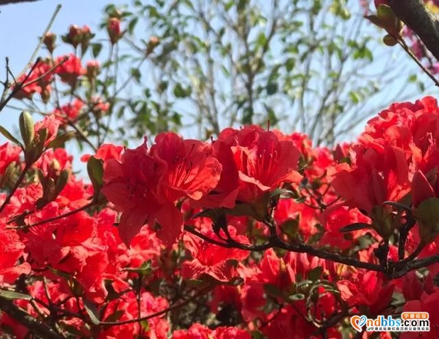 免费赏！宁德这些地方杜鹃花美过西施，本周末最后一波抓紧啦-30.jpg