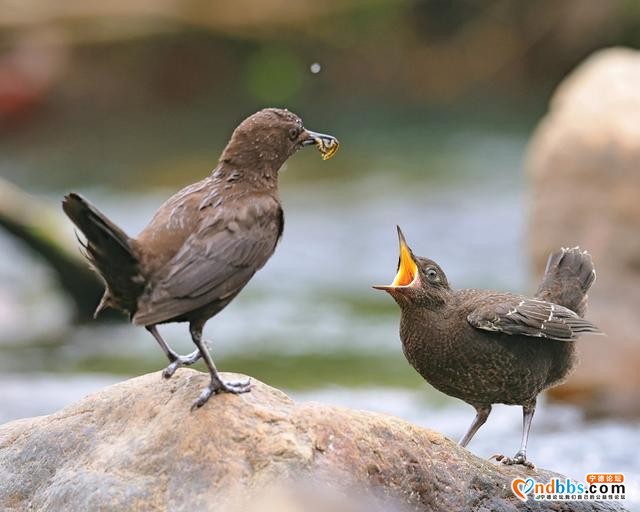 清新福建 | 宁德福安：褐河乌的春嬉-7.jpg