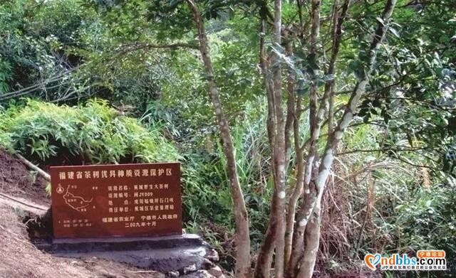 百茶百味 | 这款超小众绿茶香飘四海，张天福曾为其题词，品牌价值19.19亿-6.jpg