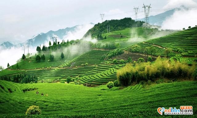 百茶百味 | 这款超小众绿茶香飘四海，张天福曾为其题词，品牌价值19.19亿-2.jpg