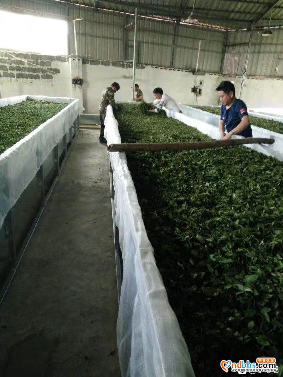 茶叶代加工工厂-5.jpg