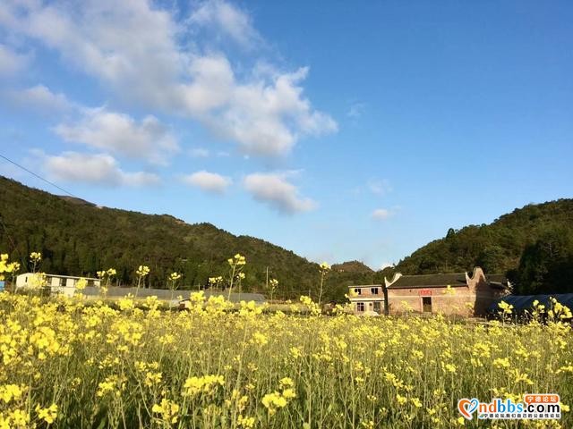 清新福建 | 宁德柘荣：畬村宝鉴宅四月油菜花 春满天地间-5.jpg
